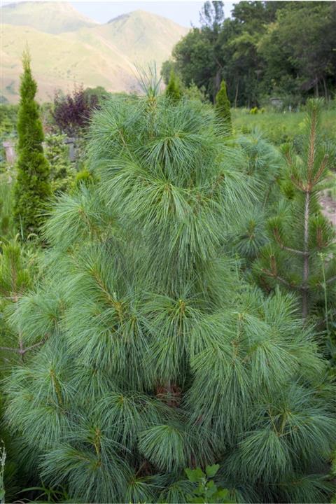 Sağlam Fidancılık Tüplü Ağlayan Çam (pinus Wallichiana) Fidanı