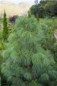 Sağlam Fidancılık Tüplü Ağlayan Çam (pinus Wallichiana) Fidanı