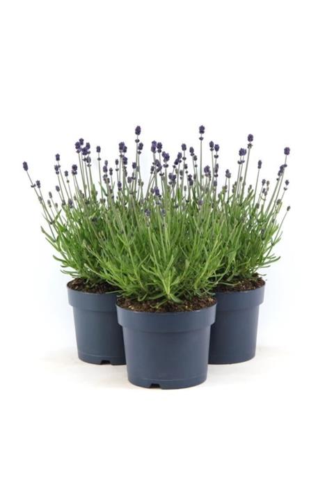 modabotanik Lavanta Fidanı 10 Adet Ayrı Saksıda Formlu Dolgun 1.kalite