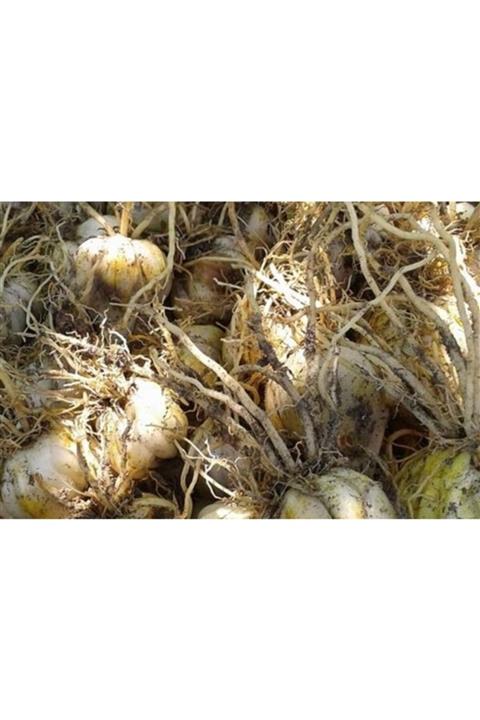 AKTARIM Akzambak Bitkisi - Lillium Candidum