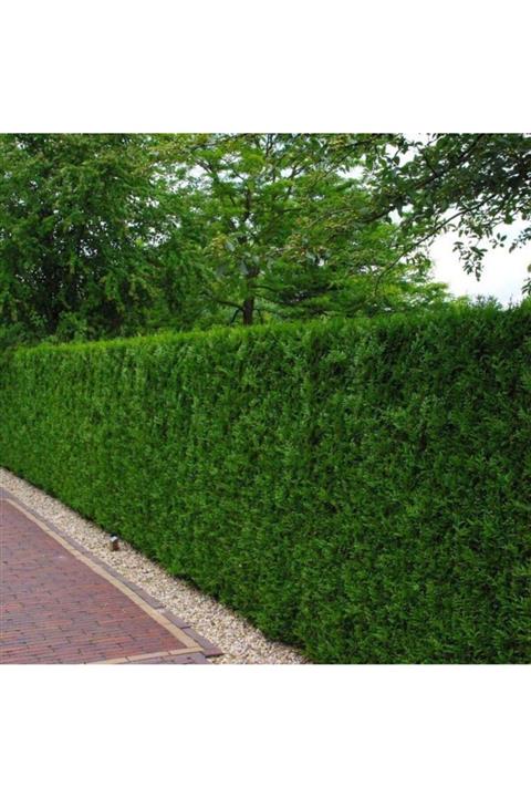 İdeaPazar Tüplü Çit Mazı Fidanı (10 Adet)