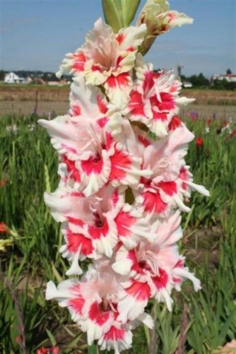 HAN BOTANİK 5 Adet Glayör 8glayöl) Çiçeği Soğanı-pembe Beyaz