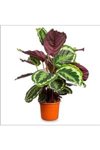 BahçemizBurada Kalatya Madalyon (büyük) - Calathea Medallion (60-80 Cm)