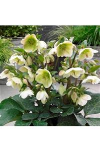 Bilgarden Helleborus Green Star Noel Gülü Çiçeği (1 Adet)