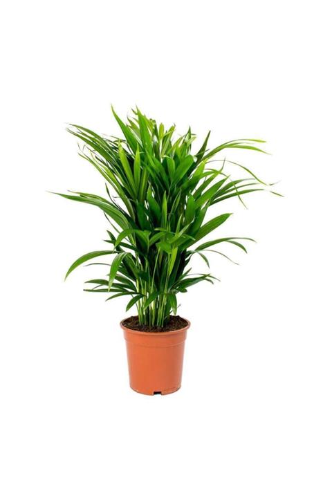 AnkaraSera Areka Salon Palmiyesi Çiçeği Ev Ofis Salon Bitkisi Areca 50cm