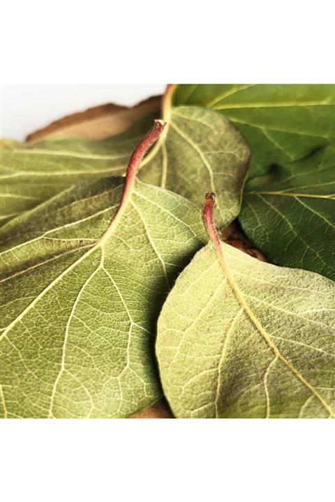 Maraş Yöresel Ayva Yaprağı