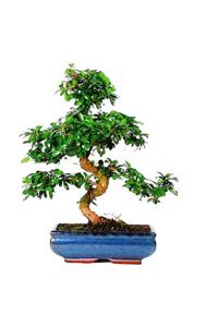 Cemre Garden Bonsai Zelkova S Gövde - Masa Üstü Bonzai Ağacı Seramik Saksılı