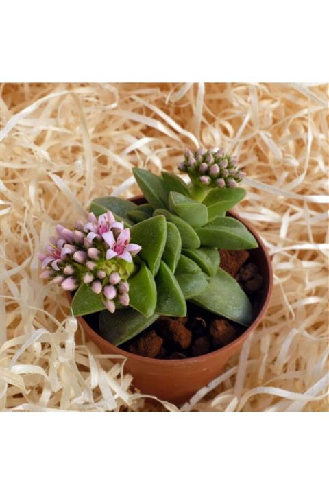 Tunç Botanik Crassula Springtime - 50 Adet Sukulent - Teraryum Bitkisi