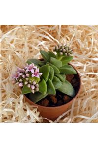 Tunç Botanik Crassula Springtime - 50 Adet Sukulent - Teraryum Bitkisi