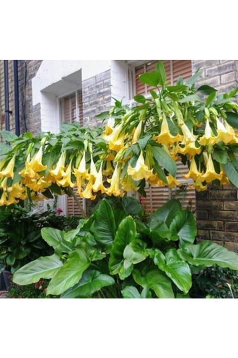 YAĞMUR BOTANİK Melek Borozanı Saksılı 60-80 Cm