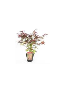 fidanistanbul Acer Palmatum Atropurpureum Kırmızı Yapraklı Akçaağaç, 100-120 Cm, Ithal, Saksıda