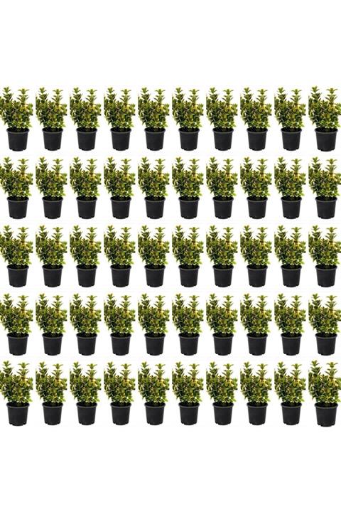 Renk Sepeti 50 Adet Altuni Taflan - Euonymus Japonicus Aureomarginatus