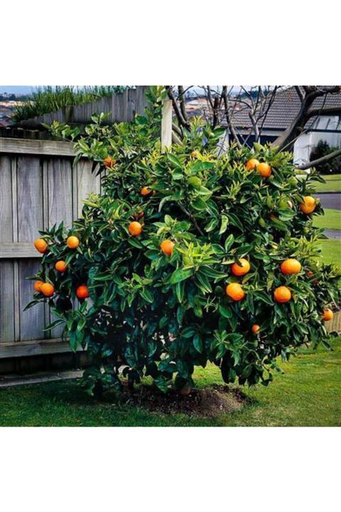 Tunç Botanik Washington Portakal Fidanı 1 Adet - 3 Yaş Tüplü Fidan