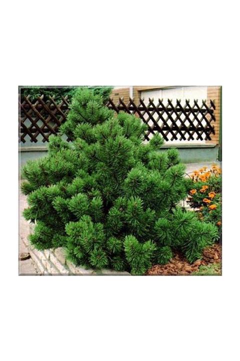 1001fidan Pinus Mugo Mughus Bodur Dağ Çamı Bodur Karaçam Fidanı 40-60 cm