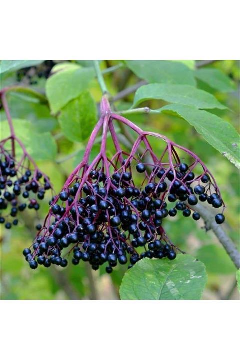 TohumBul Tüplü Şifalı Kara Mürver Ağacı Fidanı