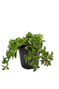 Serra Gardens Buz Çiçeği 5.5 Cm Saksılı