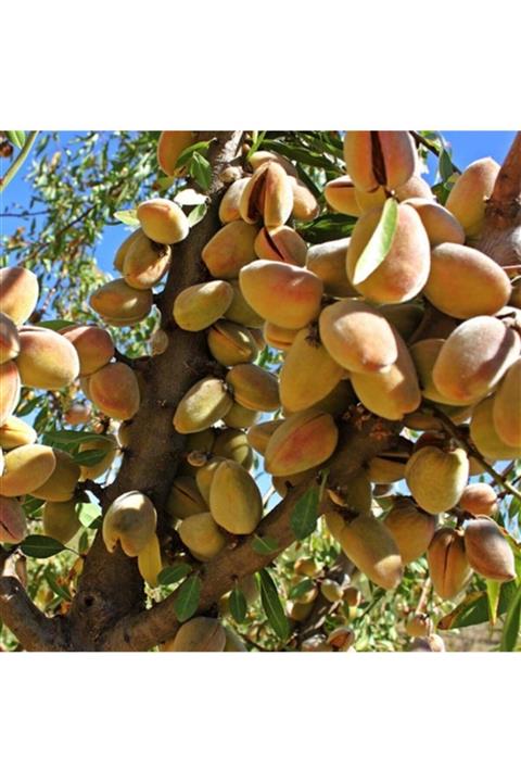 FİDAN SEPETİM 4 Adet Aşılı Badem Fidanı Paketi