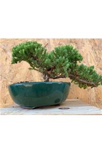 Vandflos Nana Ardıç Bonsai