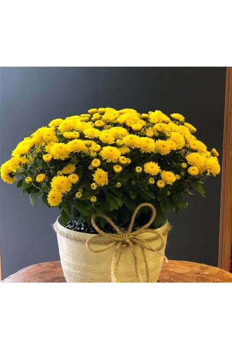 HAN BOTANİK Canlı Saksılı Sarı Kasımpatı Çiçeği-krizentem
