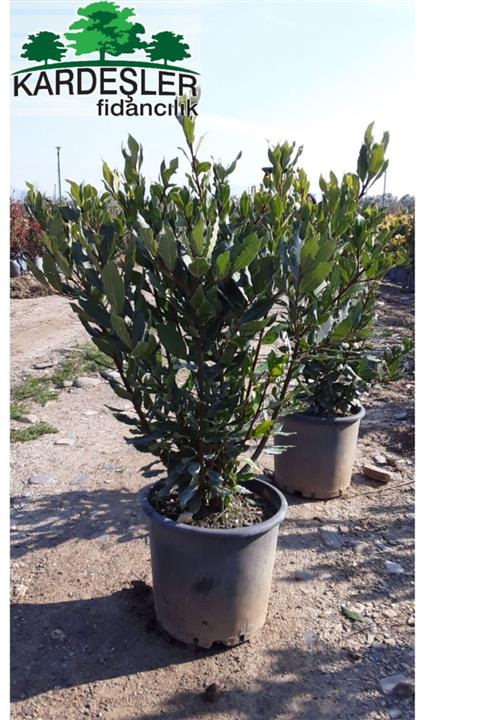 KARDEŞLER FİDANCILIK Saksıda Defne Bitkisi