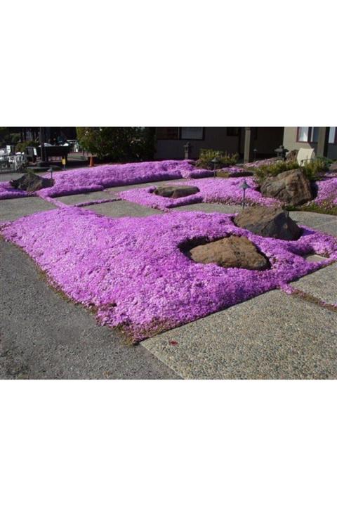 modabotanik Acem Halısı Çiçeği 90 Adet Viyolde-yer Örtücü-kabir Süsleme Bitkisi