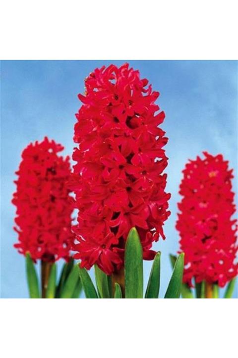 3M Kımızı Sümbül Tohumu