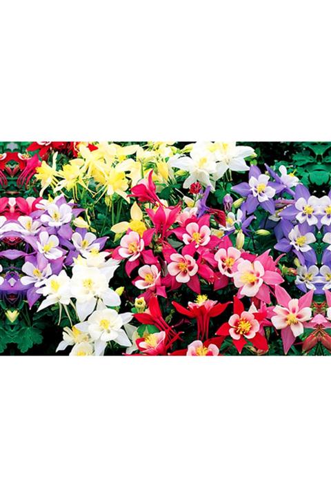 FarmLife Tohum 30 Adet Yer Küpelisi Çiçeği Tohumu (aquilegia Viridiflora)