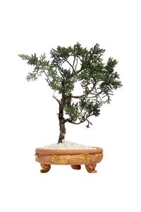 Fideland Ayaklı Dekoratif Saksılı Ardıç Bonsai