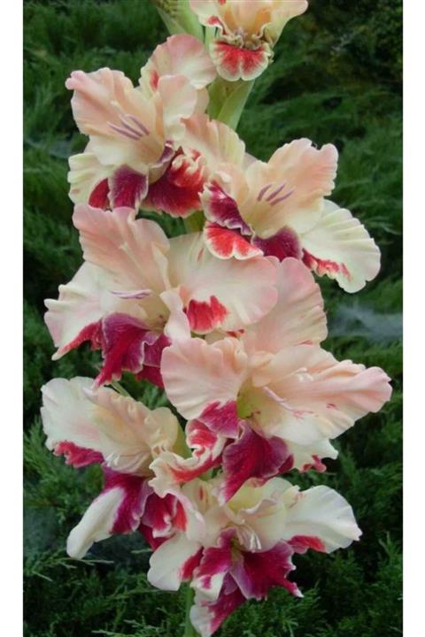 HAN BOTANİK 5 Adet Glayör (glayöl) Çiçeği Soğanı- Pembelii Fuşya