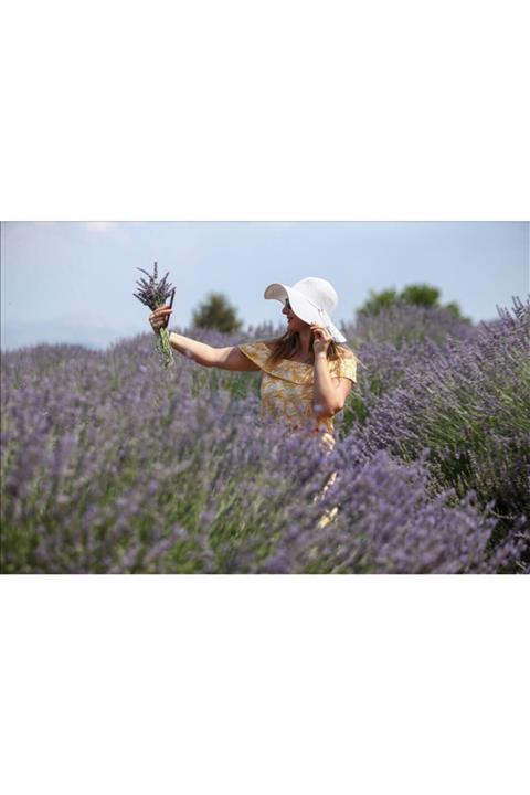 BAHÇECİLER 5 Adet Açık Köklü Angustifolia Lavanta Fidanı Fidesi