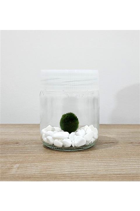 Sakura Şans Getiren Marimo Mossball ( 200cc )