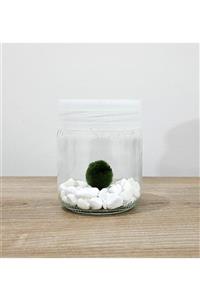 Sakura Şans Getiren Marimo Mossball ( 200cc )