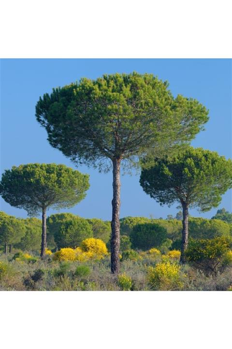 İdeaPazar Tüplü Fıstık Çamı Fidanı (pinus Pinea) (100-150 Cm 4 Yaş)