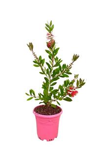 süsbitkicim Fırça Çalısı (callistemon Laevis)