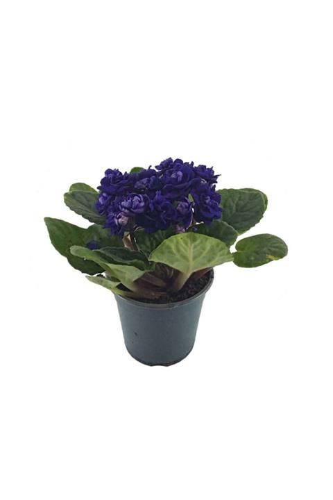 Palmiye Saintpaulia Purple - Afrika Menekşesi (10 Cm Saksıda)