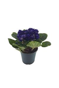 Palmiye Saintpaulia Purple - Afrika Menekşesi (10 Cm Saksıda)