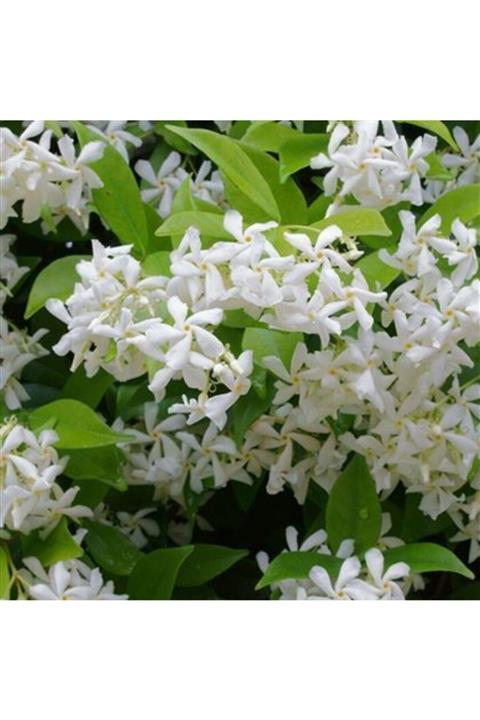 ALİBOTANİK Beyaz Yasemin Fidanı 125 Cm