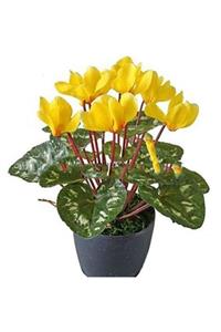 HAN BOTANİK 3 Adet Sarı Sıklamen Çiçeği Sğanı (cyclamen Yumrusu)