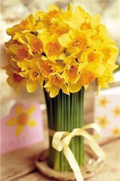 HAN BOTANİK 6 Adet Pastel Sarı Kokulu Nergis Soğanı