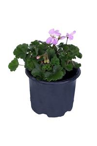 HOBİ VE BAHÇE Sardunya Çiçeği Saksı'da - Pelargonium - Pembe Renk