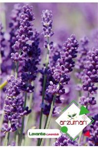 GüçlüTedarik Lavanta (lavandula) Çiçek Tohumu 100 Adet