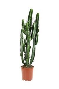 SalonBitkileri Kaktüs Cactus Euphorbia Ingens 130 140 Cm Süt Ağacı Ev Salon Ofis Bitkisi