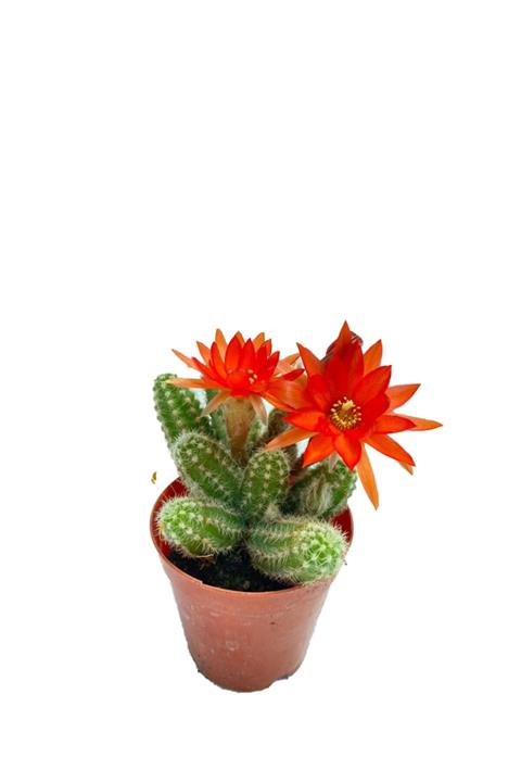Sukulent Bahçem Chamaecereus Silvestrii - 5,5 Cm Saksıda Kırmızı Çiçek Açan Kaktüs