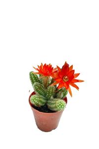 Sukulent Bahçem Chamaecereus Silvestrii - 5,5 Cm Saksıda Kırmızı Çiçek Açan Kaktüs