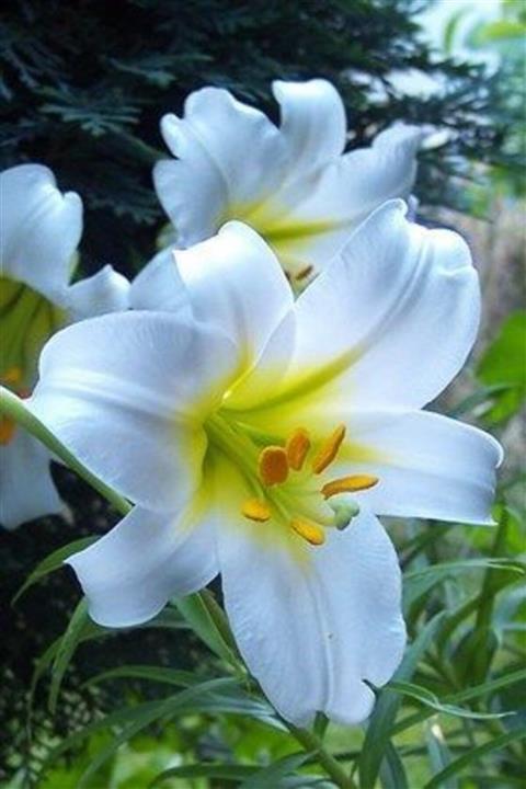 KAMONDO TOHUM 2 Adet Beyaz-sarı Göbekli Zambak Çiçeği Soğanı