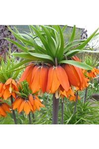 Mutlu Paket Turuncu Aurora Fritillaria Imperialis Ters Lale Soğanı (1 Adet)