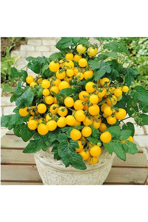 3M Saksılık Sarı Kiraz Domates Tohumu