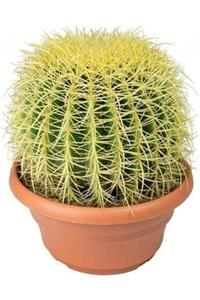 EGZOTİKBAHÇE Echinocactus Grusonii-varil Kaktüs-top Kaktüs 8.5cm Sak Içinde