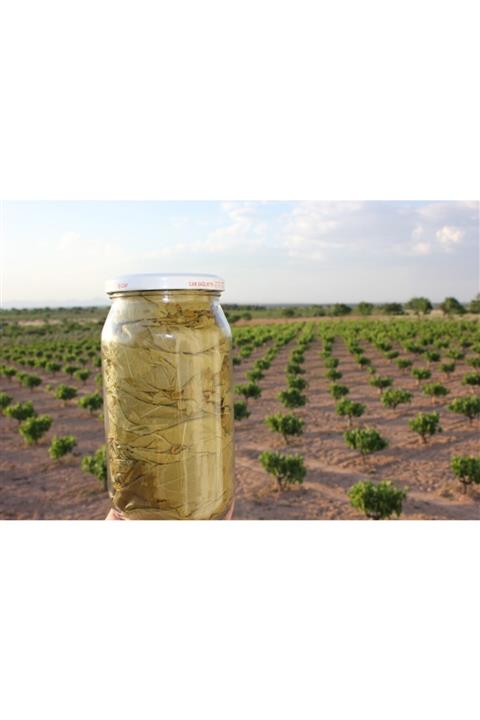 Bağ Arası Bekilli Taze Bağ - Salamura Asma Yaprağı (KURU BASIM) Sarmalık