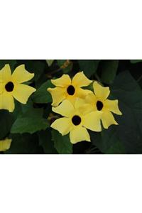 fidanistanbul Thunbergia Alata Lemon Star Sarı Karagözlü Suzan Sarmaşığı 60-80 cm Saksıda